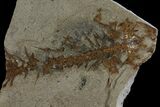 Bargain, Fossil Salamander (Chelotriton) - Gracanica, Bosnia #175096-2